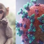 آبله میمونی چیست؟ علت، علائم و درمان آن